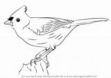 Titmouse Tufted Step Drawingtutorials101 sketch template
