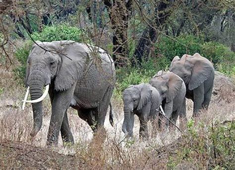 kenya safari tauck world discovery world elephant day