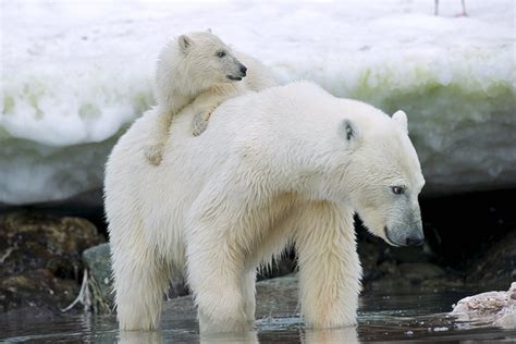 White Wolf Polar Bear Cubs Are Another Casualty Of The