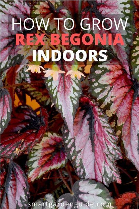 grow rex begonia indoors grow beautiful begonias   home