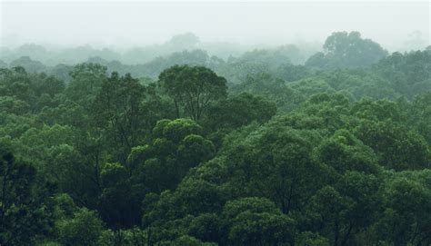 rainforest jungle aerial view ralph smart infinite waters diving deep