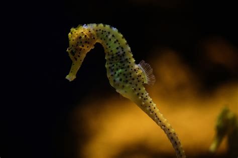 premium photo yellow seahorse floating underwater  aquarium