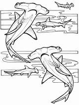 Coloring Pages Ocean Shark Sea Print Hammerhead Printable Under Size sketch template