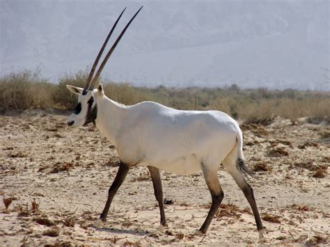 oryx leucoryx arabian oryx zoochat