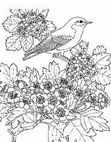 Coloring Pages Scenery Scenic Beautiful Winter Fall Adult Color Scene Flower Animals Bird Flowers Getdrawings Drawing Animal Super Designlooter Drawings sketch template