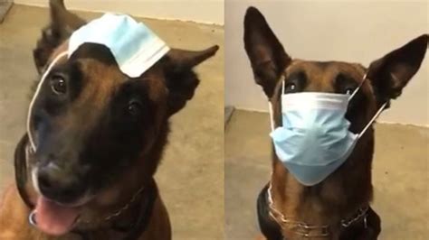 police dog demonstrates correct    wrong   wear  face mask