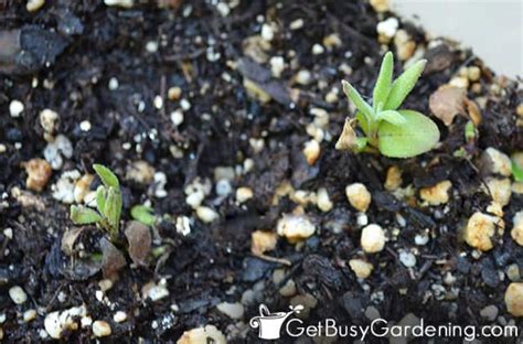 growing lavender  seed    plant lavender seeds