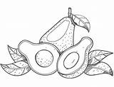 Aguacate Colorear Avocado Aguacates sketch template