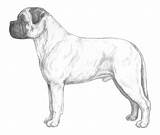 Bullmastiff Akc Mastiff Standard Breeds Kennel Designlooter Terrier Dentistmitcham sketch template