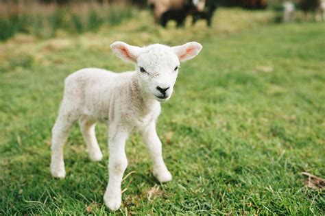 cute baby lamb standing   field  stocksy contributor suzi