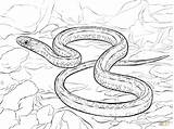 Garter Taipan Snakes Cobra Colorare Realista Plains Disegni Planicies Colorironline Reptiles доску выбрать Assustadora Designlooter Library sketch template