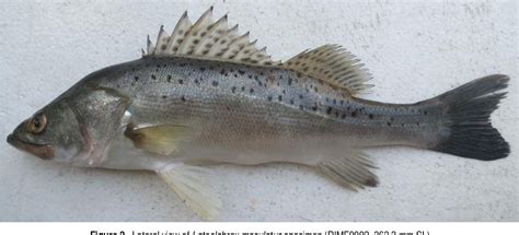 Figure 2 From The First Record Of Adult Spotted Sea Bass Lateolabrax