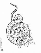 Serpiente Boa Sibon Dibujo Culebras Rattlesnake Diamondback Designlooter Animales Reptiles Línea sketch template