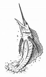 Coloring Sailfish Swordfish Drawing Drawings Getdrawings 57kb 1000px sketch template