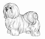 Coloring Dog Pages Breed Tzu Shih Clip Breeds Book Pets Adults sketch template