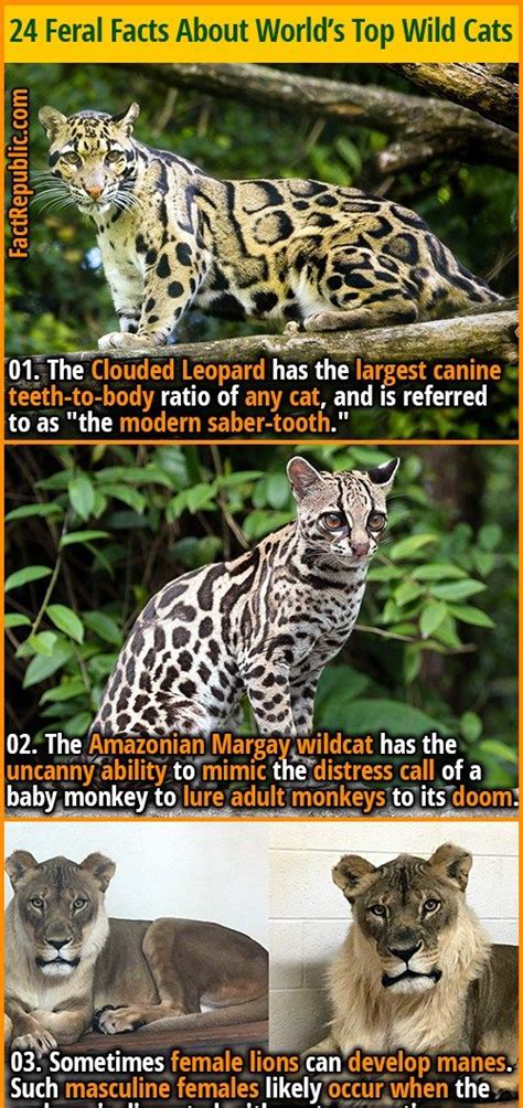 24 feral facts about the world s top wild cats fact republic in 2021