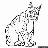 Lynx Coloring Pages Jungle Animals Thecolor Designlooter 560px 42kb sketch template