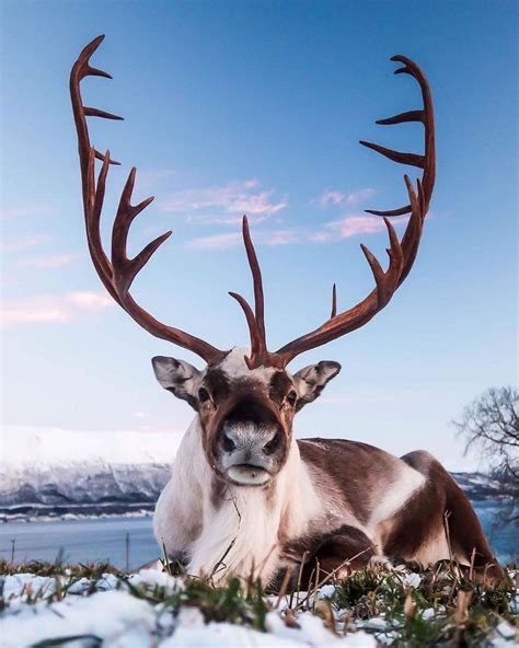 reindeer  norway ready  christmas rnatureisfuckinglit