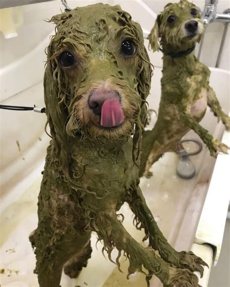 unique dog spa treatments  blueberry facials flower baths