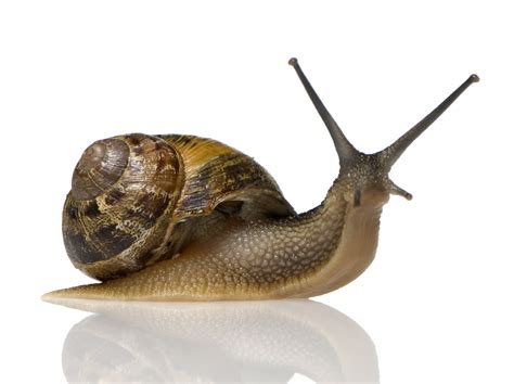 snails google search research pinterest snail