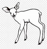 Fawn Doe Antlers Umriss ظبي صوره Pinclipart Hellblond Kolorowanki 1001freedownloads sketch template