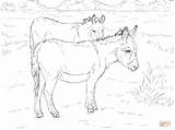 Coloring Donkeys Pages Two sketch template