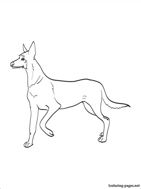 malinois coloring page coloring pages