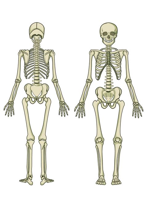 skeleton diagram printable pictures human skeleton diagram blank human anatomy diagram