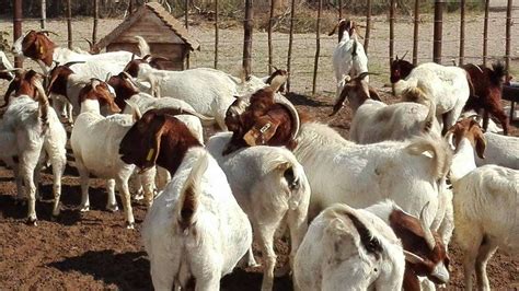 south africa boer goats supplier