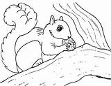 Squirrel Coloring Pages Kids Eekhoorn Print Kleurplaten Printable Herfst Color Squirrels Nuts Sheets Tree Animal Cute Cartoon Letscolorit Popular Disimpan sketch template