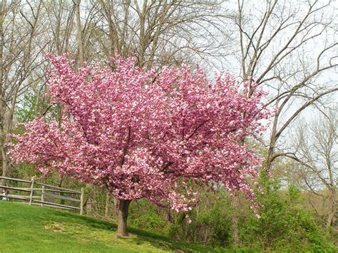 flowering cherry trees grow  ornamental cherry blossom tree garden