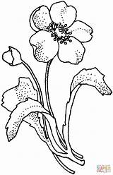 Poppy Pages Coloring Flower Drawing Papaveraceae Arctic Supercoloring Flowers Printable Mohnblume Clipart Cliparts Line Color Ausmalbild Poppies Ausmalbilder Von Super sketch template