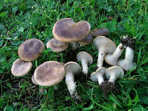 pleurote du panicaut culture recettes mycelium spores cultiver