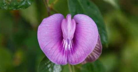 bunga mirip vagina    manfaatnya kusnadidi