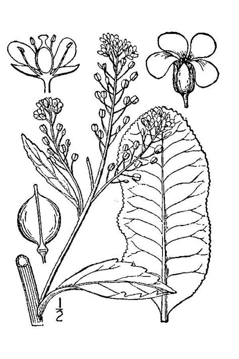 file armoracia rusticana illustration wikimedia commons