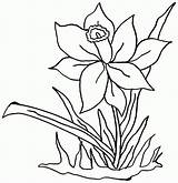 Daffodil Narzisse Colouring sketch template
