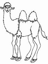 Camel Drawing Kids Getdrawings sketch template