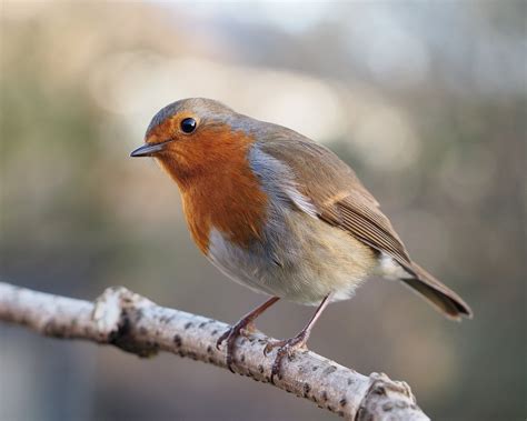 Magnetoreception Can Birds Sense The Geomagnetic Field