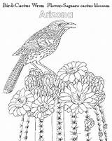 Atozkidsstuff Arizona State Flower Bird sketch template