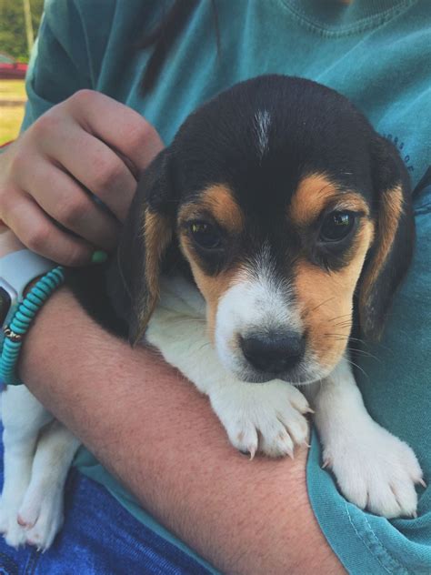 beagle puppy puppies beagle puppy boston terrier