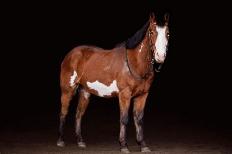 breed profile meet  mexican american azteca horse horse rookie