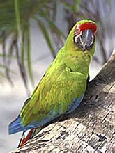 great green macaw parrot facts information habitat