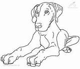 Coloring Pinscher Miniature Pages Getcolorings sketch template