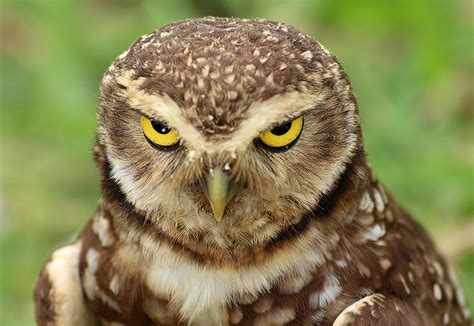 I Don’t Give A Hoot Angry Birds No It’s Angry Owls