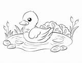 Coloring Duckling Pages Printable Easy Museprintables Printables Animal Choose Board sketch template