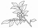 Huckleberry Zweig Mirtillo Branch Ausmalbild Nero Heidelbeer Supercoloring Printmania Kategorien sketch template