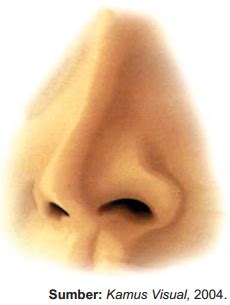 potret gambar hidung terkini wallpaper hd