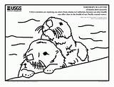 Otter Coloring Sea Pages Otters Print Color Printable River Worksheets Sheets Getdrawings Drawing Yahoo Search Popular Book Baby Getcolorings Coloringhome sketch template