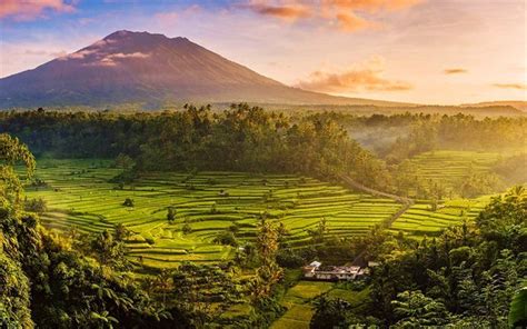 wallpapers bali rice fields sunset summer indonesia beautiful nature asia