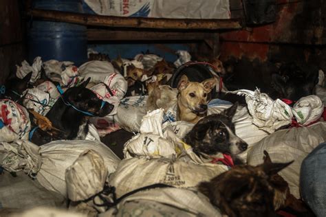 video shows  dogs headed  meat slaughterhouse  rescued